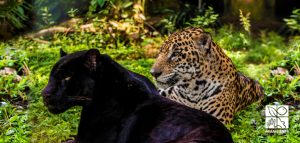 Foto Jaguares