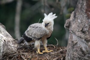 Panamá posee la población más grande de Águilas Harpías de Centroamérica -  MiAmbiente