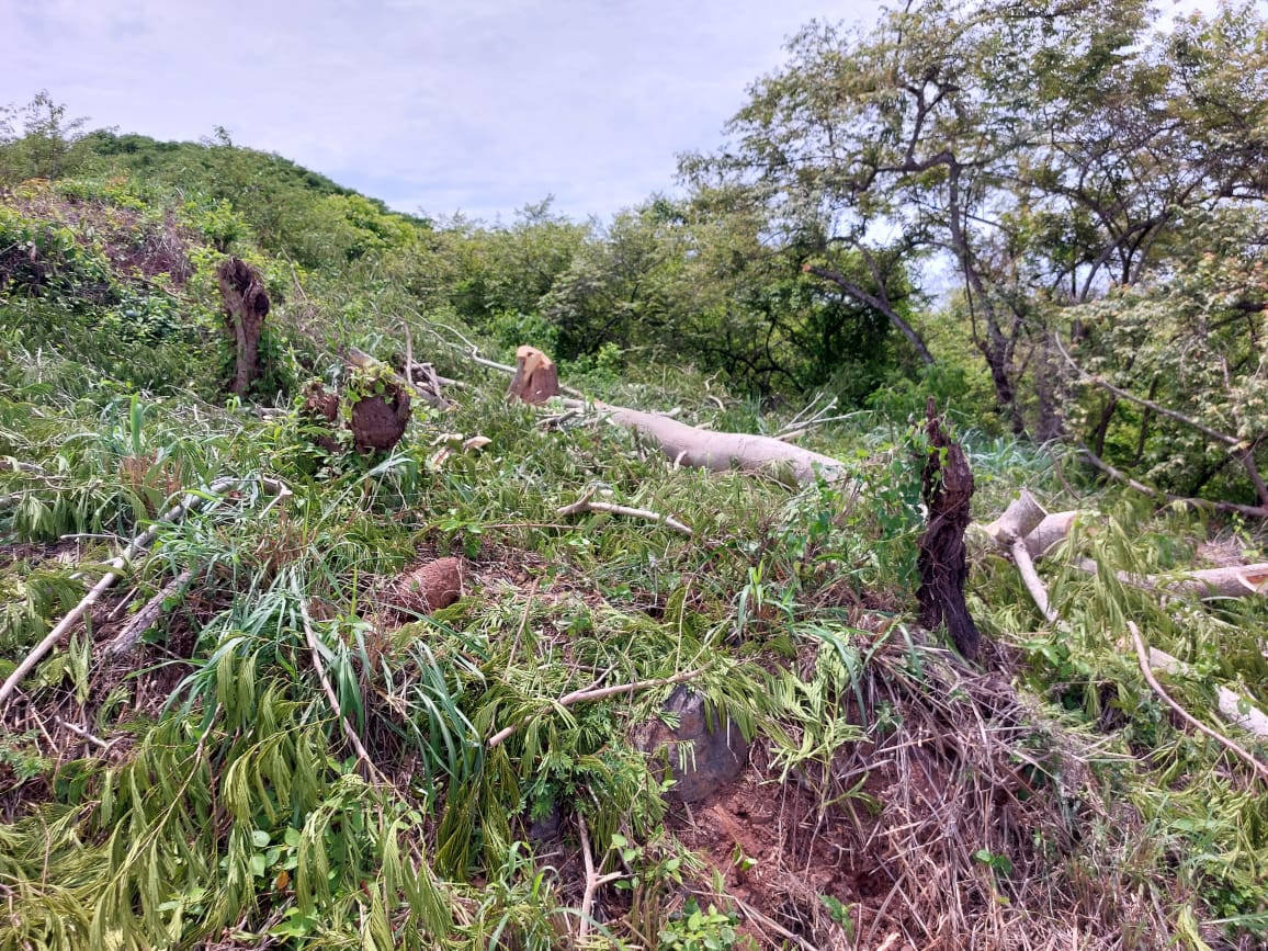 MiAMBIENTE investiga tala indiscriminada de árboles en Chitré – MiAmbiente