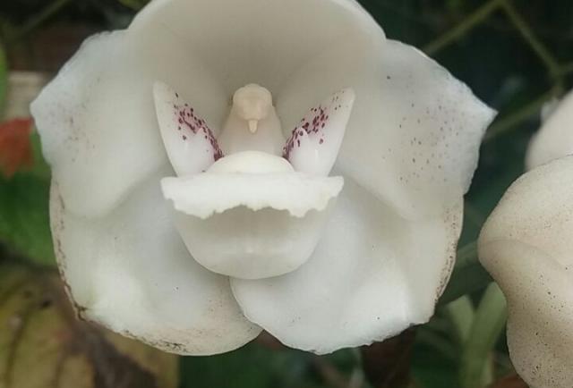 Orquídeas: Las joyas más complejas y diversas del mundo reinan en Panamá –  MiAmbiente