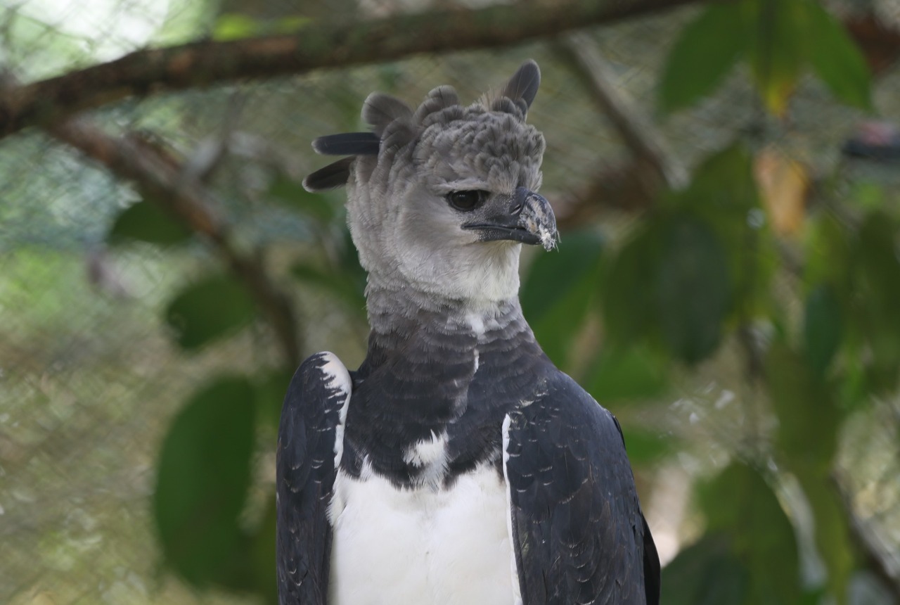 Panamá celebra a su ave nacional - MiAmbiente
