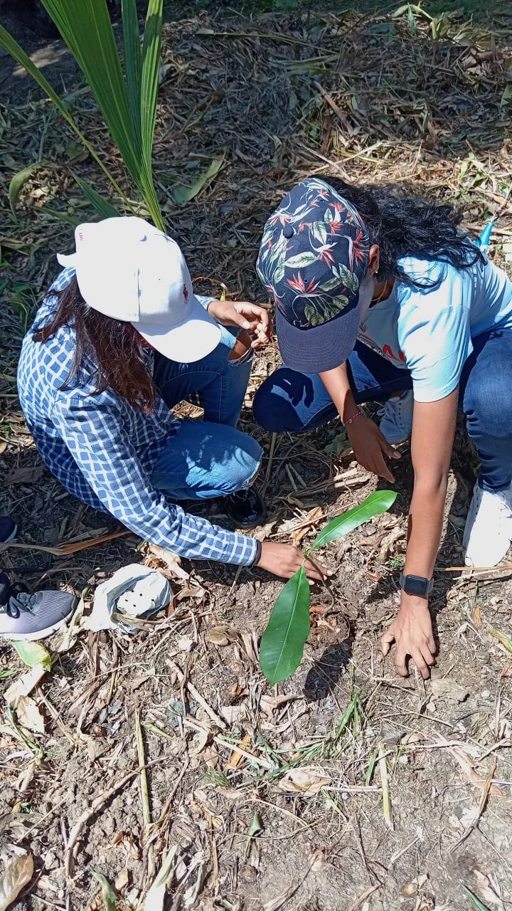 Jóvenes y niños participaron en jornada de reforestación en Piña, Colón ...